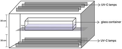 Synergistic effect of UV-C irradiation and high-pressure processing in reducing microbial load in “Nanglae” pineapple juice compared to conventional heat treatment
